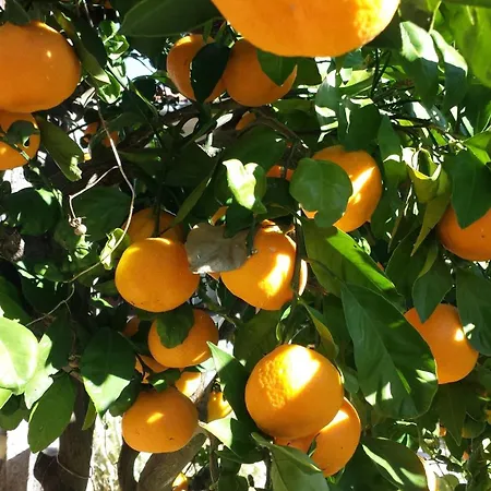 Rustico Mediterraneo With Large Terrace By Mihaela *